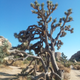 Illustration for article titled My first trip to Joshua Tree National Park